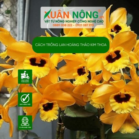 Cách Trồng Và Chăm Sóc Hoa Cúc Vàng: Bí Quyết Nở Hoa Rực Rỡ Đón Xuân