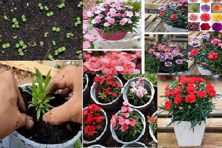 Cách Trồng Hoa Cẩm Chướng Kép Đạt Chuẩn Kỹ Thuật Và Chăm Sóc Đúng