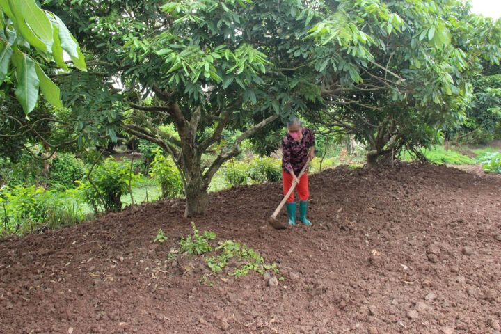 Cách Chăm Sóc Cây Nhãn Đạt Năng Suất Cao Nhất
