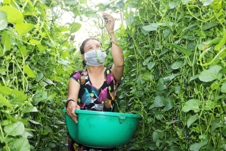 Cách Trồng Cây Mồng Tơi: Hướng Dẫn Toàn Diện Từ A Đến Z Cho Năng Suất Cao