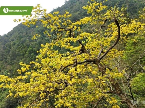 Cách Trồng Hoa Lan Rừng Tại Nhà Chuyên Sâu Từ A Đến Z