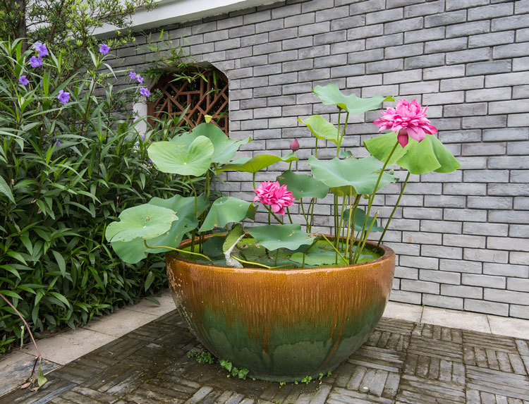 Cách Trồng Hoa Sen Nước Toàn Diện: Kỹ Thuật Chuyên Sâu Cho Người Mới Bắt Đầu