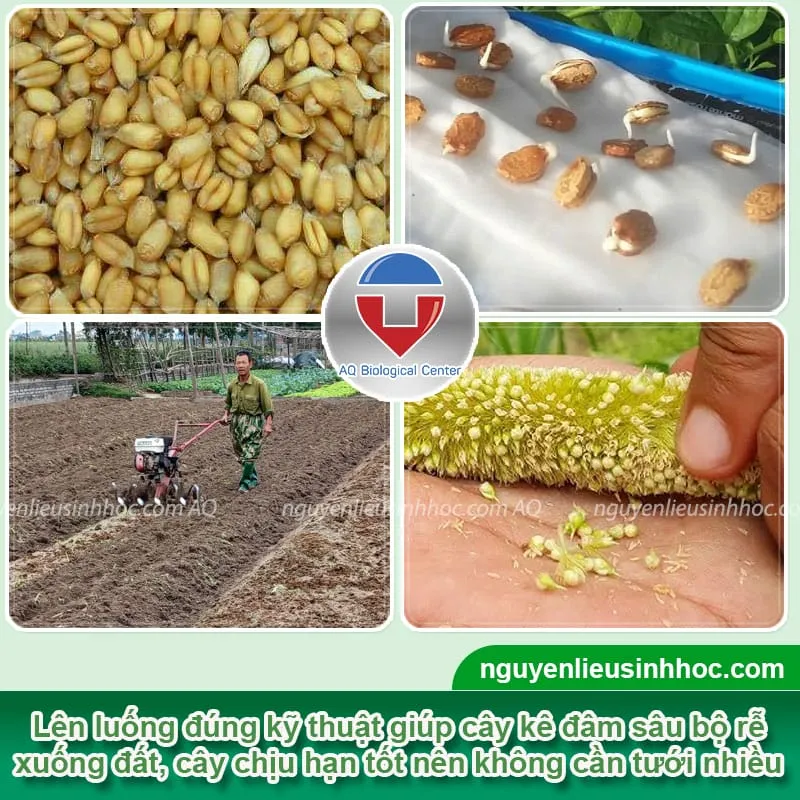 6 bước thực hiện cách trồng cây hạt kê đơn giản, cây lớn nhanh khoẻ mạnh