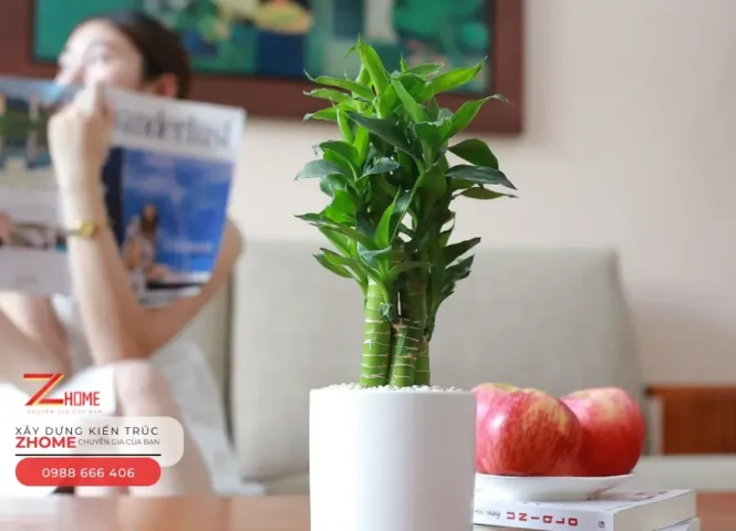 Nên Trồng Cây Gì Sau Nhà Hợp Phong Thủy Và Thu Hút Tài Lộc