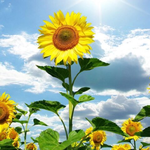 Cách Trồng Hoa Hướng Dương Cao Đạt Chuẩn Chuyên Gia