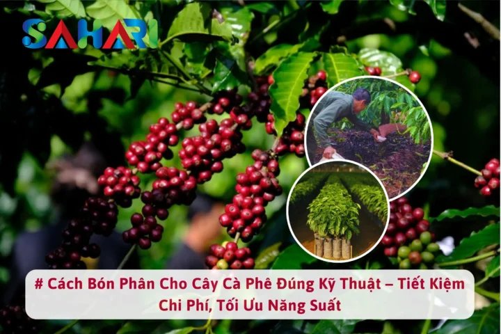 Cách Trồng Cây Cà Phê Con Chuẩn Kỹ Thuật Cho Năng Suất Bền Vững