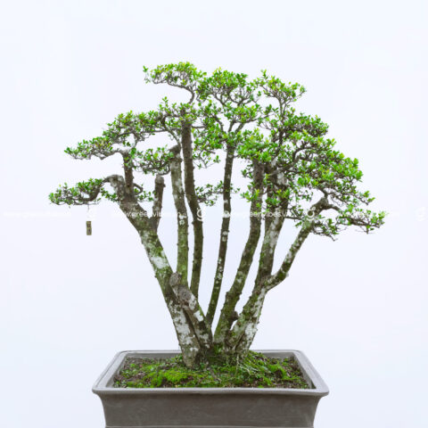 Cách Trồng Cây Hải Châu Bonsai Toàn Diện Từ A Đến Z Cho Người Mới