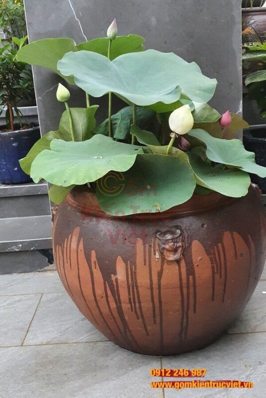 Cách Trồng Hoa Sen Nước Toàn Diện: Kỹ Thuật Chuyên Sâu Cho Người Mới Bắt Đầu