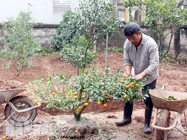 Hướng Dẫn Cách Chăm Sóc Cây Quất Sau Tết Chi Tiết Từ A Đến Z