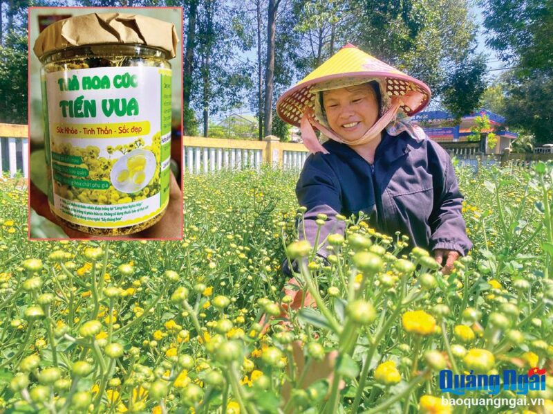 Kỹ Thuật Trọn Bộ: Cách Trồng Hoa Cúc Làm Trà Từ Gieo Hạt Đến Thu Hoạch Chuẩn Nhất