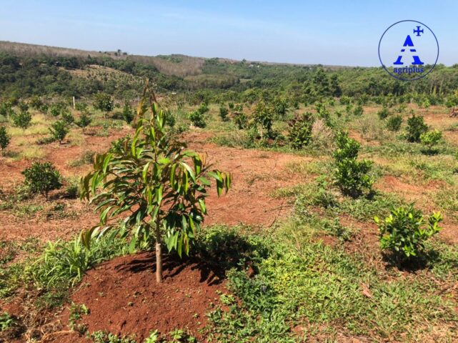 Cách Trồng Và Chăm Sóc Cây Sầu Riêng Con Hiệu Quả Nhất