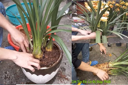 Cách Chăm Hoa Địa Lan Phục Hồi Sau Tết Và Kích Thích Ra Hoa Vụ Sau