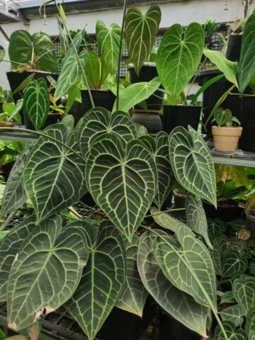 Cách Trồng Và Chăm Sóc Hoa Ly Chuyên Sâu Trong Môi Trường Nhà Màng