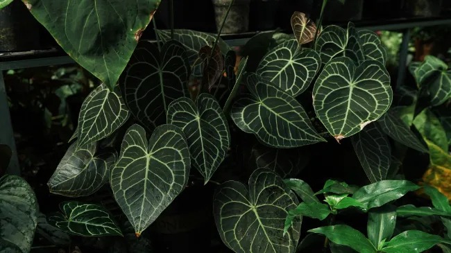 Cách Trồng Cây Lưỡi Hổ Trong Nhà Chuẩn Chuyên Gia Và Chăm Sóc Đúng Cách