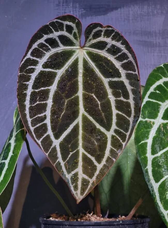 Cách Trồng Cây Sen Đá Trong Nhà: Hướng Dẫn Chi Tiết Để Cây Luôn Khỏe Mạnh Và Lên Màu Đẹp