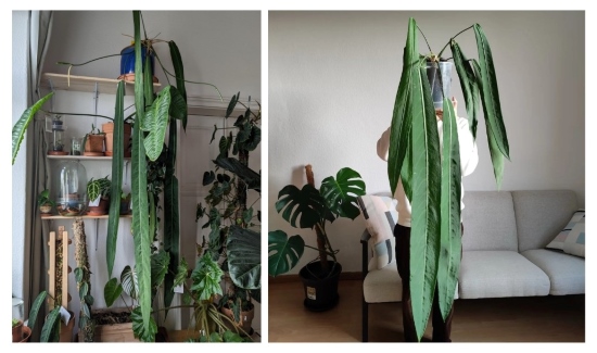 Cách Trồng Cây Lưỡi Hổ Trong Nhà Chuẩn Chuyên Gia Và Chăm Sóc Đúng Cách