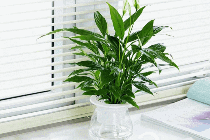 Cách Trồng Và Chăm Sóc Cây Lan Ý: Hướng Dẫn Chi Tiết Từ A Đến Z