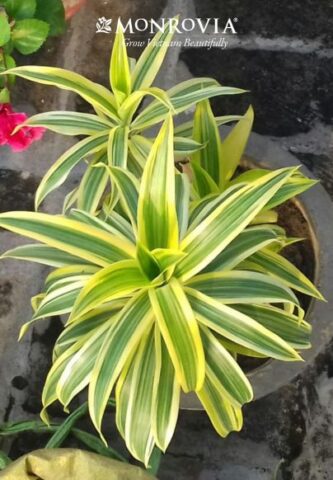 Cách Chăm Sóc Cây Trúc Mây Toàn Diện Để Cây Luôn Xanh Tốt