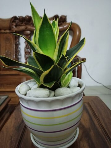 CÁCH TRỒNG VÀ CHĂM SÓC CÂY LƯỠI HỔ TOÀN DIỆN VÀ CHUYÊN SÂU NHẤT