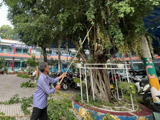 Nên Trồng Cây Gì Trong Trường Học Để Đảm Bảo An Toàn Và Phát Triển Toàn Diện