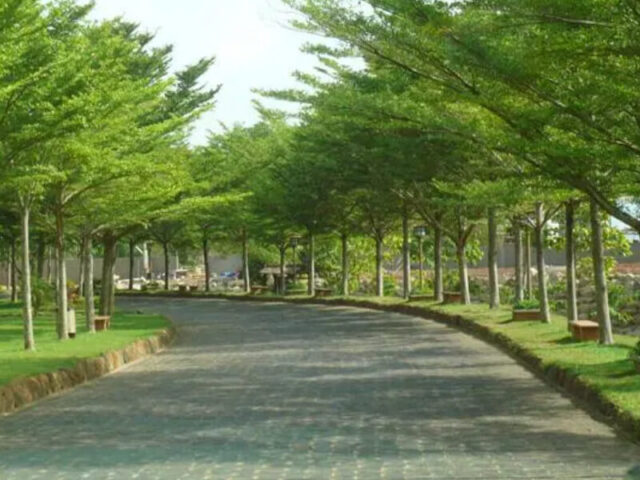 Nên Trồng Cây Gì Lấy Bóng Mát Để Tối Ưu Cảnh Quan Và Môi Trường Sống