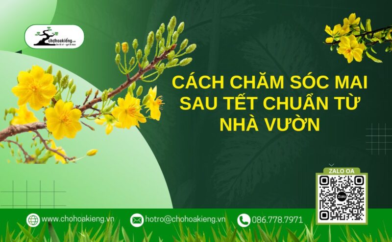 Cách Chăm Sóc Hoa Mai Vàng Nở Đúng Dịp Tết Nguyên Đán Toàn Diện