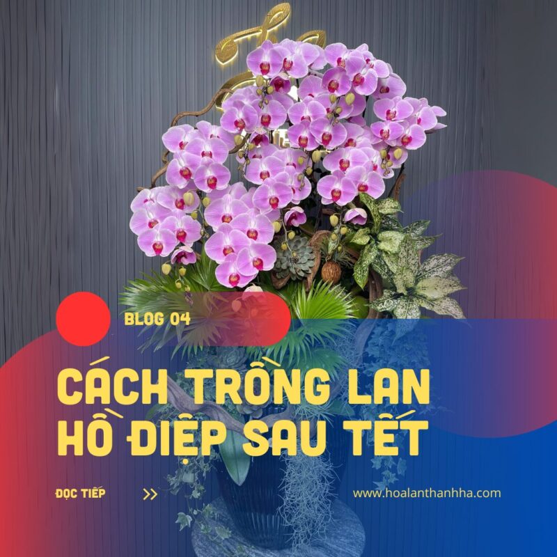 Cách Chăm Sóc Hoa Lan Hồ Điệp Sau Tết Toàn Diện Giúp Cây Ra Hoa Trở Lại