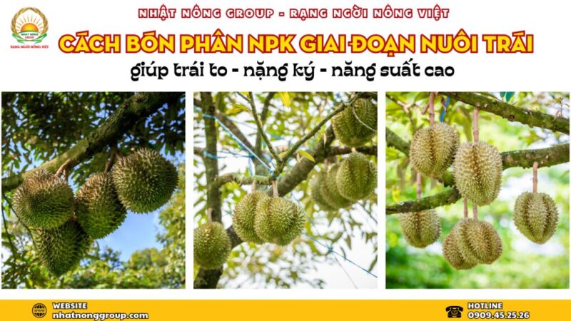 Cách Chăm Bón Cây Ăn Quả Đạt Năng Suất Cao Theo Từng Giai Đoạn