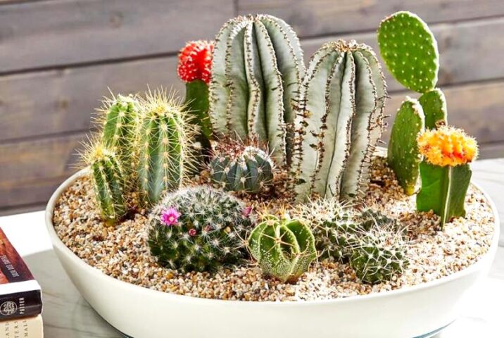 Cách Chăm Cây Xương Rồng Toàn Diện Từ A Đến Z Cho Người Mới