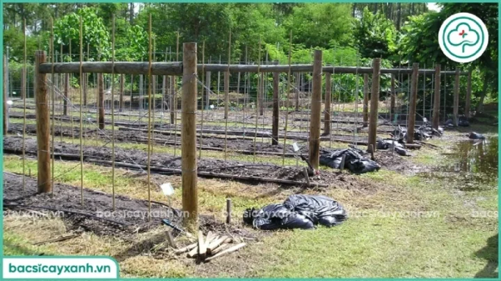 Cách Trồng Và Chăm Sóc Cây Đậu Rồng Chuẩn Kỹ Thuật Cho Năng Suất Cao