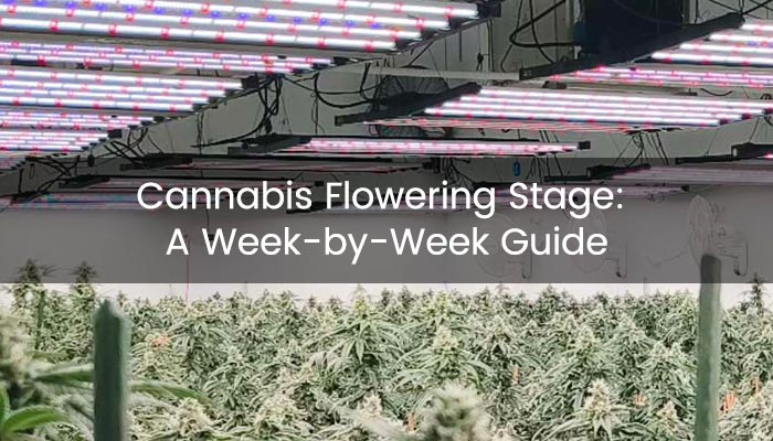 Hướng Dẫn Toàn Diện Cách Bón Lót Cho Cây Trồng Đạt Năng Suất Tối Ưu