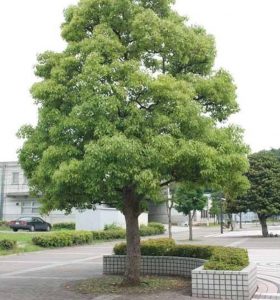 Nên Trồng Cây Gì Lấy Bóng Mát Để Tối Ưu Cảnh Quan Và Môi Trường Sống