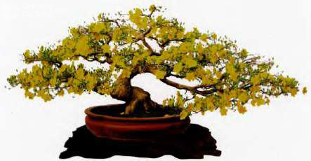 cách Chăm Sóc Cây Mai Chậu Từ A Đến Z Đạt Chuẩn Bonsai