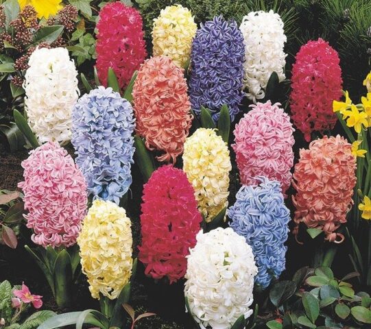 Cách Chăm Sóc Hoa Tiên Ông Toàn Diện: Hướng Dẫn Kỹ Thuật Trồng Và Ép Hoa