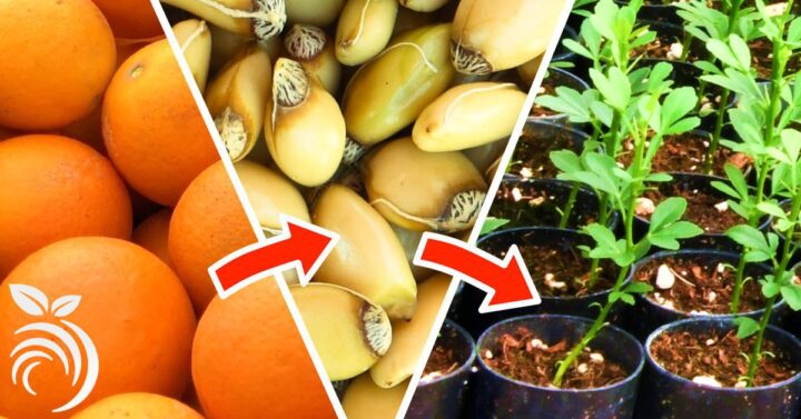 Cách Trồng Cây Quýt Từ Hạt: Hướng Dẫn Chi Tiết Từ A Đến Z Cho Người Mới Bắt Đầu