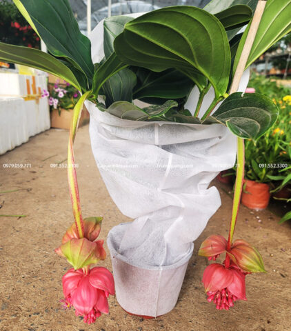 Cách Chăm Sóc Cây Hòn Ngọc Viễn Đông Giúp Cây Ra Hoa Bền Đẹp