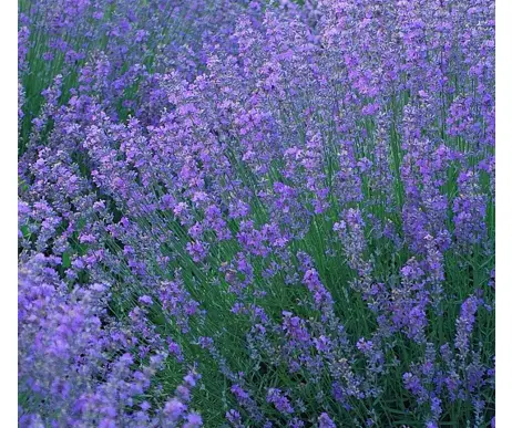 Hướng Dẫn Toàn Diện Cách Bón Lót Cho Cây Trồng Đạt Năng Suất Tối Ưu