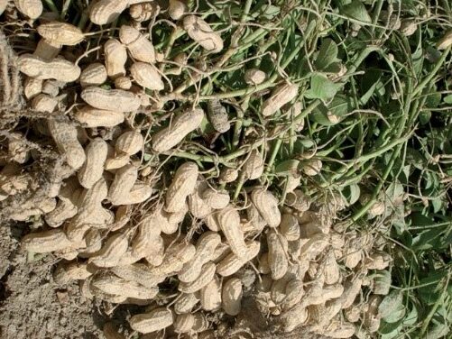 Cách Chăm Sóc Cây Đậu Phộng Đạt Năng Suất Cao Từ A Đến Z