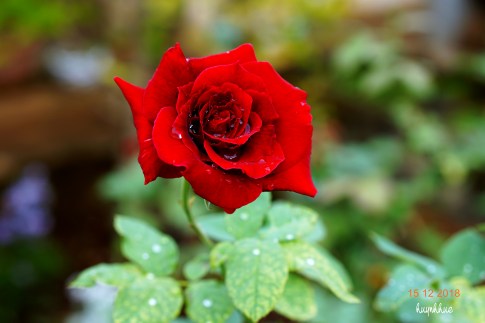 Cách Chăm Sóc Hồng Leo Ra Nhiều Hoa: Hướng Dẫn Chi Tiết Từ Chuyên Gia Vườn