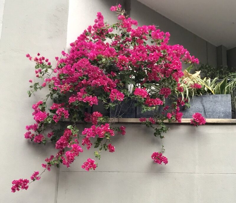 Cách Trồng Hoa Giấy Ở Ban Công: Hướng Dẫn Kỹ Thuật Chuyên Sâu Từ A-Z