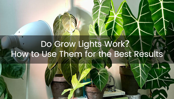 Cách Trồng Cây Đào Trong Chậu Lâu Năm Đạt Hiệu Quả Tối Ưu