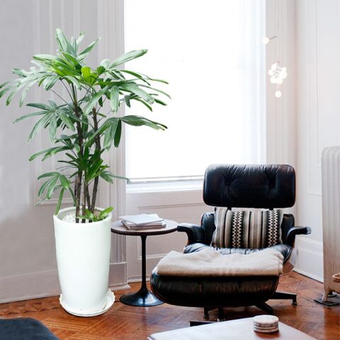 Cách Chăm Sóc Cây Trúc Mây Toàn Diện Để Cây Luôn Xanh Tốt