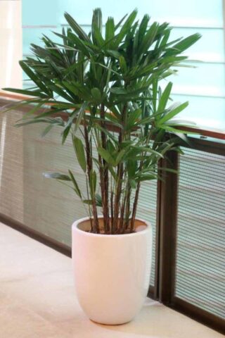 Cách Chăm Sóc Cây Trúc Mây Toàn Diện Để Cây Luôn Xanh Tốt