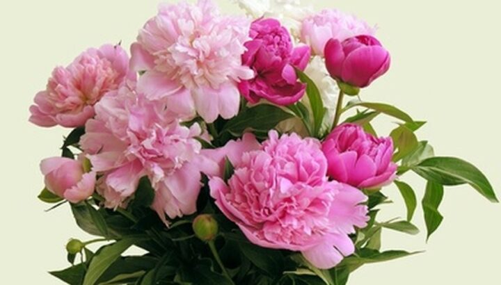 Cách Chăm Sóc Cây Mẫu Tử Toàn Diện: Bí Quyết Cho Cây Xanh Tươi