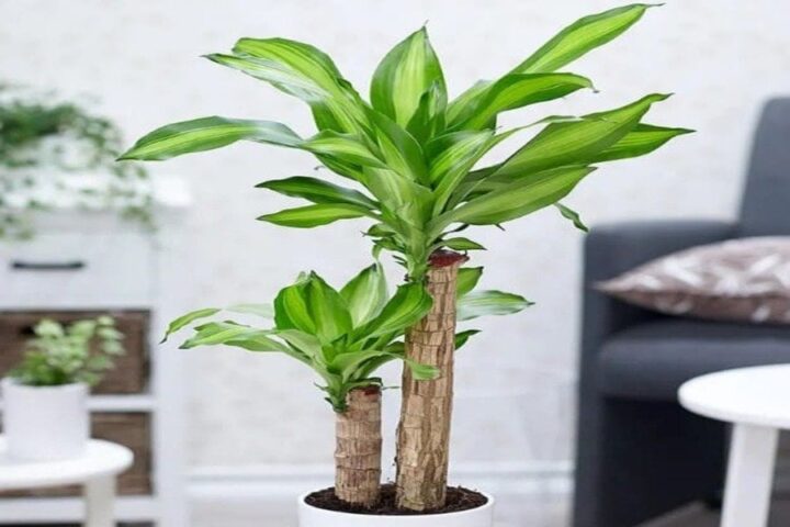 Có Nên Trồng Cây Phát Tài Trong Nhà: Hướng Dẫn Chi Tiết Về Phong Thủy Và Chăm Sóc