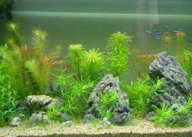 Cách Trồng Cây Thủy Sinh Trong Bể Cá: Hướng Dẫn Toàn Diện Từ A Đến Z Cho Người Mới Bắt Đầu