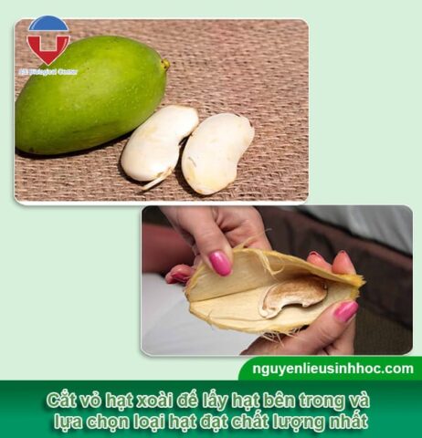 cách trồng cây xoài từ hạt Chi Tiết Từng Bước Đạt Năng Suất Cao