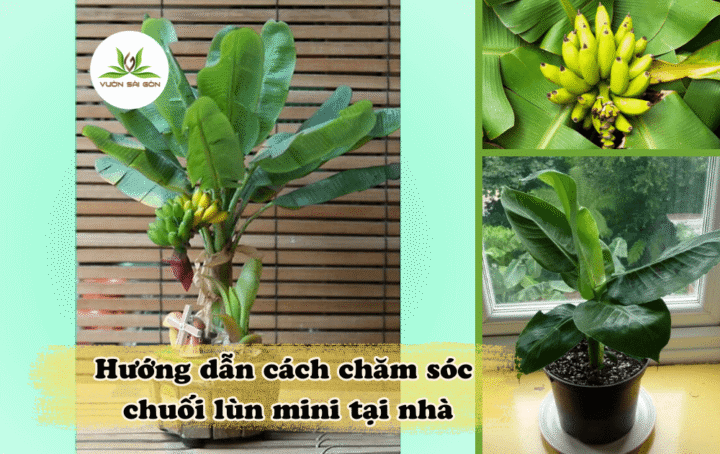 Cách Chăm Sóc Cây Chuối Cảnh Đạt Chuẩn Chuyên Gia Tại Nhà