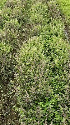 Cách Trồng Cây Hương Nhu Tía Bằng Hạt Giống Đạt Chuẩn Chuyên Gia