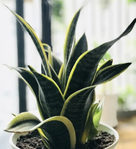 5 Loại Cây Nên Trồng Trong Nhà Để Thanh Lọc Không Khí Và Cải Thiện Giấc Ngủ